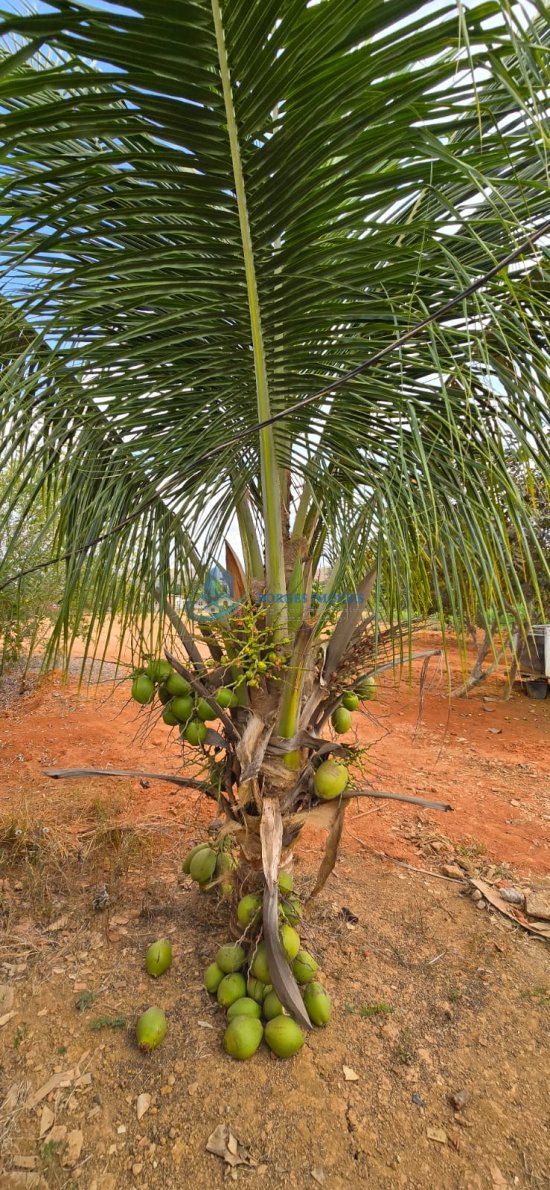 chacara-venda-baguari-1057746